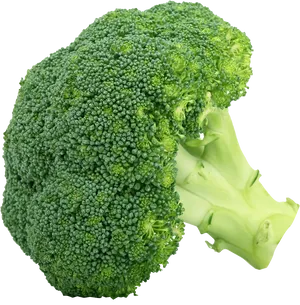 Fresh Broccoli Isolatedon Grey PNG Image