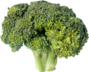 Fresh Broccoli Isolatedon Transparent Background PNG Image