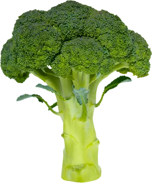 Fresh Broccoli Stalk Isolated PNG Image