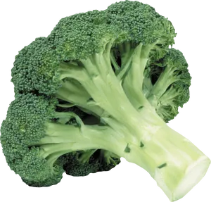 Fresh Broccoli Stalk PNG Image