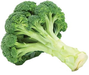 Fresh Broccoli Stalks.png PNG Image