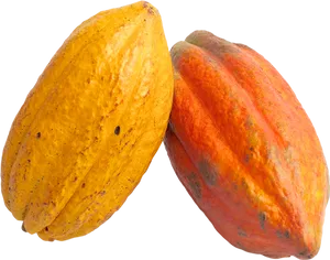 Fresh Cacao Pods PNG Image