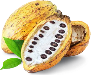 Fresh Cacao Podswith Beans.png PNG Image