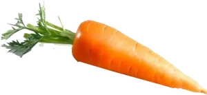 Fresh Carrot Isolated Image PNG Image