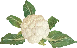 Fresh Cauliflower With Leaves PNG Image