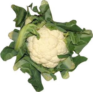 Fresh Cauliflowerwith Green Leaves.png PNG Image