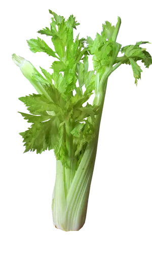 Fresh Celery Bunch Isolated PNG Image