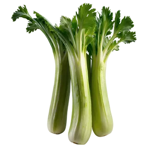 Fresh Celery Png Wmg17 PNG Image