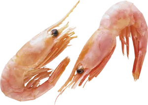 Fresh Cooked Shrimp Transparent Background PNG Image