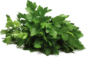 Fresh Coriander Bunch.png PNG Image