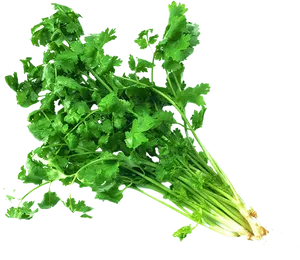 Fresh Coriander Bunch.png PNG Image