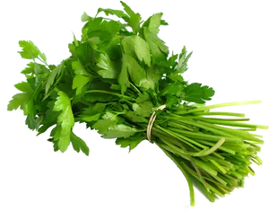 Fresh Coriander Bunch.png PNG Image