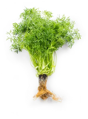 Fresh Coriander Bunch With Roots.png PNG Image