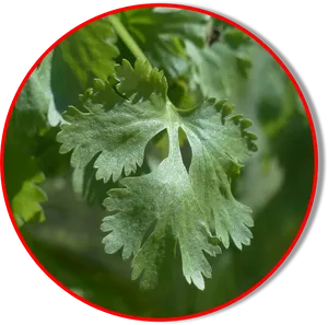 Fresh Coriander Leaf Closeup PNG Image