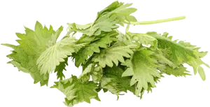 Fresh Coriander Leaves Isolated PNG Image