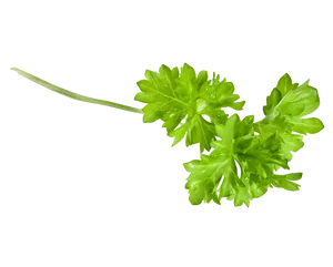 Fresh Coriander Leaves Isolated.png PNG Image