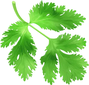 Fresh Coriander Leaves.png PNG Image