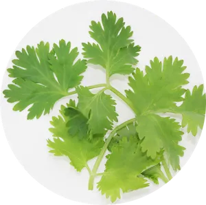 Fresh Coriander Leaveson Plate PNG Image