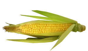 Fresh Corn Cobwith Husk PNG Image