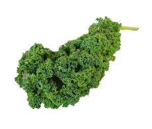 Fresh Curly Kale Leaf PNG Image