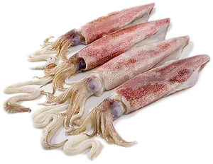 Fresh Cuttlefish Seafood Display PNG Image