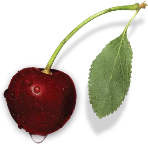 Fresh Dewy Cherry With Leaf PNG Image