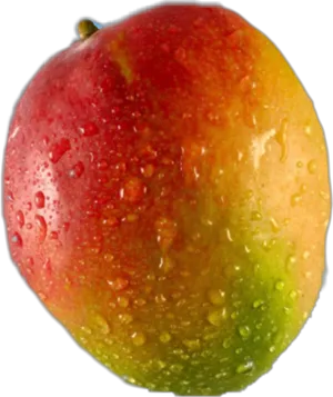 Fresh Dewy Mango Fruit PNG Image