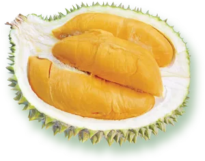 Fresh Durian Fruit Segment PNG Image