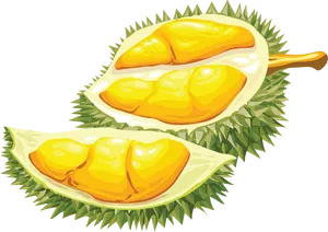 Fresh Durian Fruit Segments Illustration PNG Image