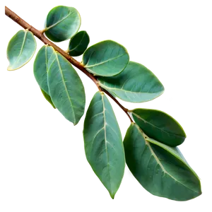 Fresh Eucalyptus Leaves Png Spp PNG Image