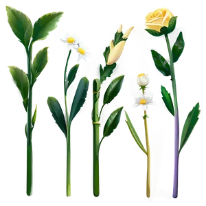 Fresh Flower Stem Png 58 PNG Image