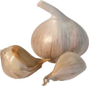 Fresh Garlic Bulband Cloves PNG Image