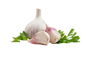 Fresh Garlic Bulband Cloves PNG Image