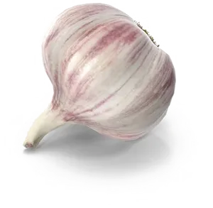 Fresh Garlic Clove Isolated PNG Image