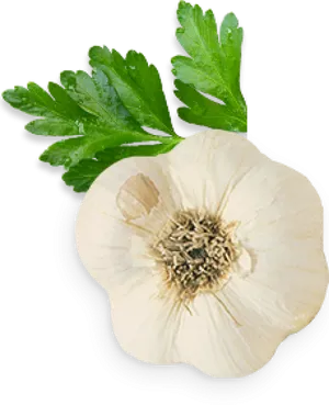 Fresh Garlic Halfwith Parsley PNG Image