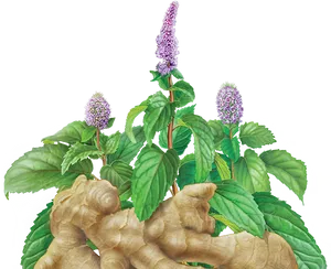 Fresh Gingerand Mint Illustration PNG Image