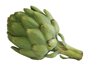 Fresh Green Artichoke.png PNG Image