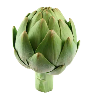 Fresh Green Artichoke.png PNG Image