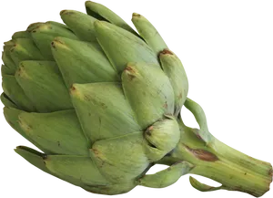 Fresh Green Artichoke.png PNG Image