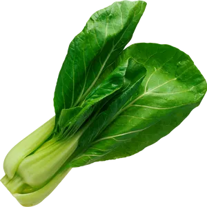 Fresh Green Bok Choy Vegetable.png PNG Image