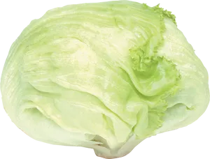 Fresh Green Cabbage PNG Image