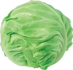 Fresh Green Cabbage PNG Image