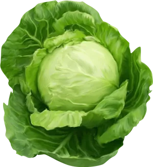 Fresh Green Cabbage Illustration PNG Image