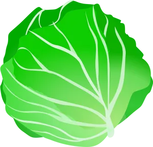 Fresh Green Cabbage Illustration.png PNG Image