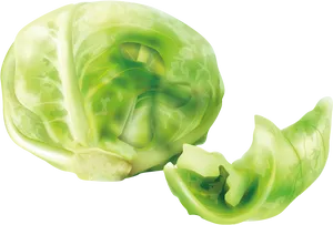 Fresh Green Cabbage Illustration PNG Image