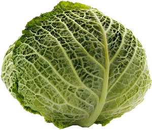 Fresh Green Cabbage Isolated PNG Image