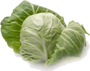 Fresh Green Cabbage Isolated PNG Image