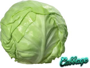 Fresh Green Cabbage PNG Image