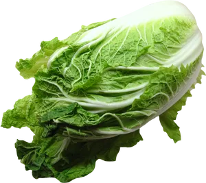 Fresh Green Cabbage P N G Image PNG Image