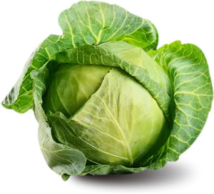 Fresh Green Cabbage.png PNG Image